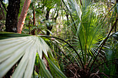 Tropical plants growing in Everglades National Park, Florida, USA