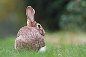 Brescia, Lombardy. Cottontails