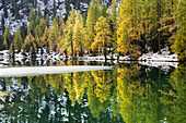 Colorful trees reflected in Lai da Palpuogna partially frozen Albula Pass Berg??n Canton of Graub??nden Engadine Switzerland Europe