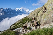 Ibex on the rocks with snowy peaks of Mount Blanc in the background Chamonix Haute Savoie France Europe