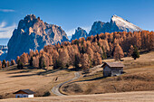 Europe, Italy, South Tyrol, Alpe di Siusi - Seiser Alm. Autumn colors on the Alpe di Siusi - Seiser Alm with the Sassolungo/Langkofel and the Sassopiatto/Plattkofel in the background, Dolomites