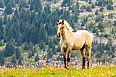 Filly, Altopiano of Asiago, Province of Vicenza, Veneto, Italy, Young horse in alpine meadow.