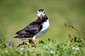 Europe, United Kingdom, Scotland. Puffin