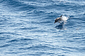 Tropea, Calabria, Italy. Dolphins in the sea near Tropea