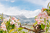 Italy, Trentino Alto Adige, Non Valley, snow on apple blossoms in an unusually cold spring day.