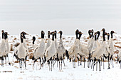 Black necked crane (Grus nigricollis) on Da Shan Bao in Yunnan China