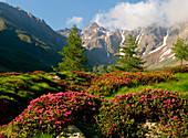 Flowering amd mountainsin Grande Valley into Stelvio National Park. Valcamonica - Lombardy - Italy