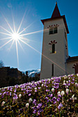 Under the white church of Maloja a lot of Snowbells (soldanella alpina L.) and Crocus fill the fields in spring, Engadine, Switzerland. Europe