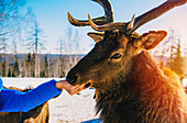 Woman feeding deer from hand in winter