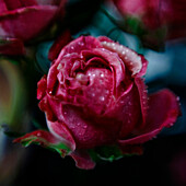Close up of water droplets on rose