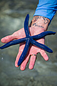 A blue starfish held in a hand.