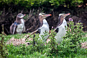 Yellow-eyed penguins in Moeraki, New Zealand