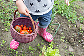 Child carrying basket of freshly picked cherry tomatoes