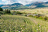Italy, Trentino Alto Adige, apple flowering of Non valley and S. Giustina bridge.