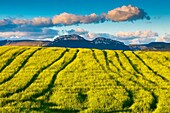 Loquiz mountain range and cereal crop. Tierra Estella, Navarre, Spain, Europe.