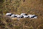 African Elephants (Loxodonta africana), in the freshwater marsh, aerial view, Okavango Delta, Botswana.The Okavango Delta is home to a rich array of wildlife. Elephants, Cape buffalo, hippopotamus, impala, zebras, lechwe and wildebeest are just some of th