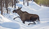 Moose running in deep snow oveer a snow covered road, Swedish Lapland, Gällivare, Sweden.