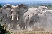 African elephant herd with calves taking a dust. bath (Loxodonta africana) Queen Elizabeth National Park, Uganda, Africa.