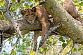 Tree climbing lion resting in fig tree, Ishasha sector (Panthera leo) Queen Elizabeth National Park, Uganda, Africa.