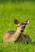 Sika Deer, Cervus nippon, lying in meadow.