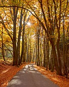 Road in Beech Forest with Sun in Autumn, Hohe Wart, Hessentahl, Spessart, Bavaria, Germany.