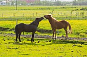 Icelandic horses about to mate, near Hvolsvollur, Iceland, South West Iceland, Golden Circle tour, Evolved from ponies taken to Iceland in the 9th and 10th centries by Norse settlers.