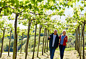 Senior couple, 60-70, Walking among txakoli vineyards, Getaria, Gipuzkoa, Basque Country, Spain, Europe