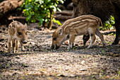 Nahaufnahme Ferkel, Ferkel und Sau fressen, Wildschwein, Wildschwein Baby, Wildpark Schorfheide, Brandenburg, Deutschland