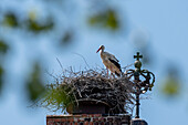 White stork, stork nest, stork in bird nest on church tower, gothic church, stork village Linum, Brandenburg, Germany
