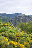 Landscape from La Borie,  nearby Florac,  Cévennes,  Lozère,  Languedoc Roussillon,  France
