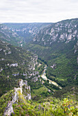 Blick vom Point Sublime,  Blick auf die Gorges du Tarn,  Gorges du Tarn,  Lozère,  Occitanie,  Frankreich