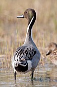 Common Pintail, Anas acuta, France