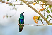 Colibri, Hummingbird, Trochilinae, Valle del Cocora, Salento, Quindio, Colombia, South America