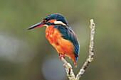 Spain, Common kingfisher (Alcedo atthis) perching on branch