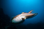 Broadclub Cuttlefish, Sepia latimanus, Bali, Indonesia.