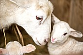 Mother sheep with newborn lambs on a farm in Maryland.