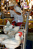 France, Reunion Island, Saint Pierre, market on Saturdays, chicken stalls