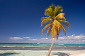 Dominican Republic, La Altagracia province, Isla Saona, coconut tree