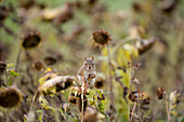 Canada, Quebec, Cap Tourmente National Wildlife Area, American Red Squirrel (Tamiasciurus hudsonicus)