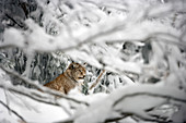 Germany, Bavaria, Bayerischer Wald National Park, lynx (lynx lynx)