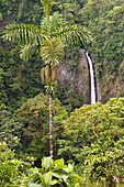 Costa Rica, Alajuela Province, La Fortuna, la Catarata de la Fortuna (La Fortuna Waterfall) 70m high