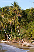 Costa Rica, Limon Province, Caribbean coast, Cahuita National Park