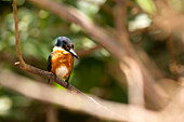 Costa Rica, Alajuela Province, Cano Negro National Reserve, kingfisher