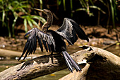 Costa Rica, Alajuela Province, Cano Negro National Reserve, snake-bird (Anhinga Anhinga)