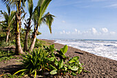 Costa Rica, Limon Province, Caribbean coast, Tortuguero Beach