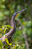 Costa Rica, Limon Province, Caribbean coast, Tortuguero National Park, striped heron
