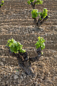 Spain, Spanish Basque Country, Alava Province, Rioja Alavesa, Elciego, Marques de Riscal Starwood luxury hotel by architect Frank Gehry, the hotel and vineyard