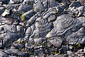 France, Reunion island (French overseas department), Parc National de La Reunion (Reunion National Park), listed as World Heritage by UNESCO, Piton de la Fournaise volcano, the Grand Brule, lava flow of 2004