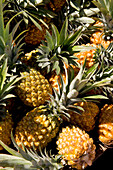 France, Reunion Island, Saint Pierre, market on Saturdays, pineapples