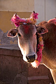 India, Rajasthan State, Pushkar, sacred cow decorated for a procession